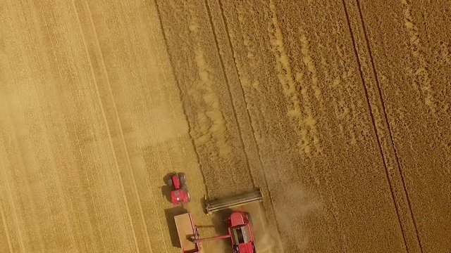 Aerial View of Combine Harvester Gathers the Golden Wheath / 4K UHDV Movie
