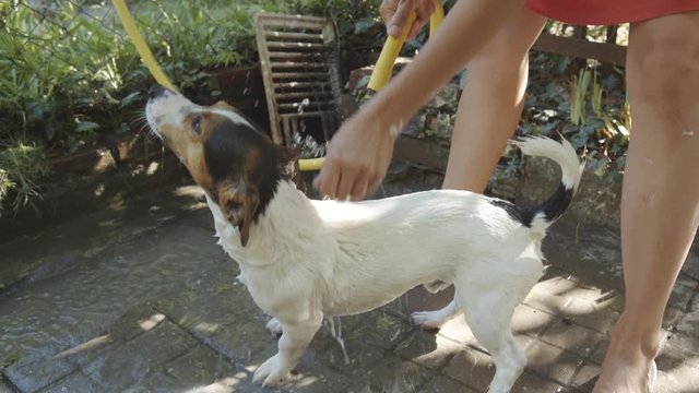 Woman bathing Jack Russell Terrier in the yard