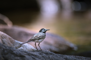 Bergeronnette - Wagtail