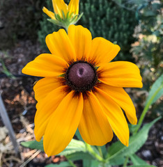 Single Black-eyed Susan Closeup