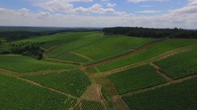 Aerial View of a Green Vineyard in Champagne / 4K UHDV Movie