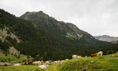 Fototapeta na wymiar Troupeau de vache vallée de l'Oule France