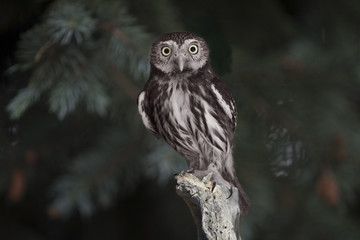 Pygmy Owl - Ferruginous (Glaucidium brasilianum) Perched