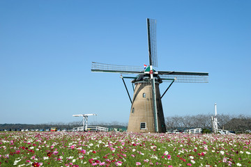 風車とコスモス