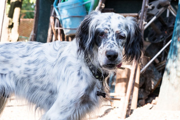 English setter while in a funny pose