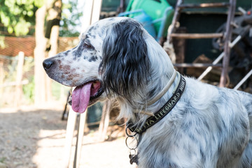 English setter while in a funny pose