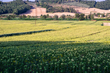 Fototapeta na wymiar Field of sunflowers that suffer from drought