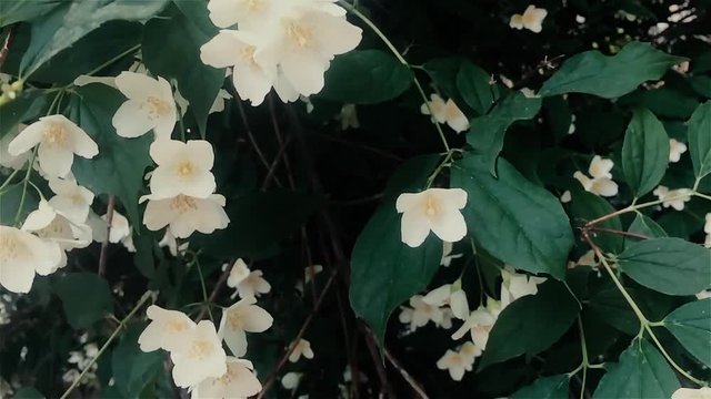 Macro Stock Footage Spring White Flowers Blossom.