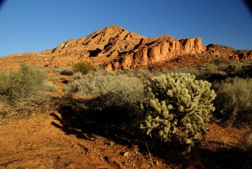 Cactus in Front of Sandstone Mountain 