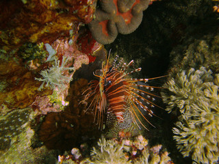 Feuerfisch