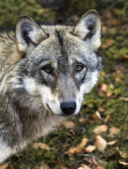 Naklejka na ściany i meble Portrait of European Wolf (Canis lupus)