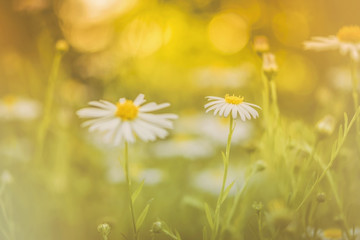 Blumenwiese, Nahaufnahme, Bokeh