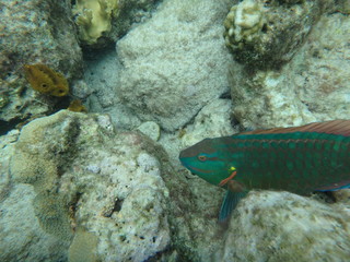 Guadeloupe - Malendure - Caraïbes