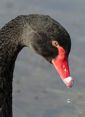 Black Swan
