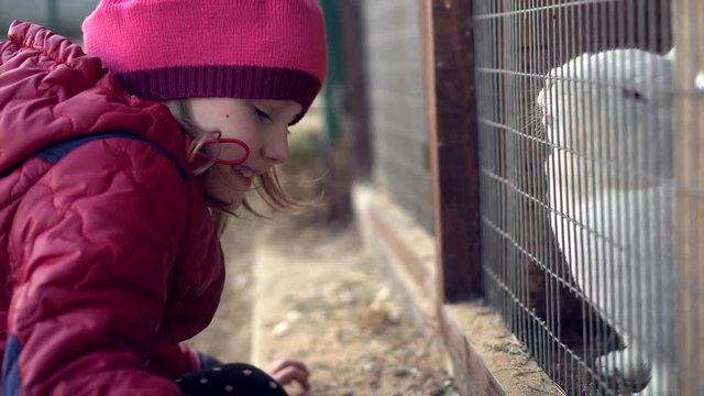Child feeds white rabbit grass
