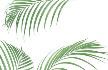 Fototapeta na wymiar Tropical palm leaves on white background. Minimal nature. Summer Styled. Flat lay. Image is approximately 5500 x 3600 pixels in size