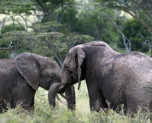 Fototapeta premium Pair of young elephants fighting, one with the trunk of the other wrapped around ivory tusk. Masai Mara, Kenya, Africa