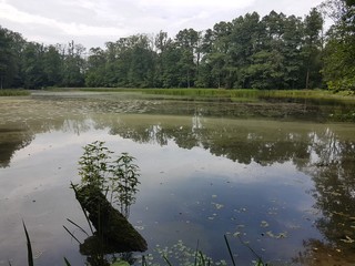Staw w lesie © michalsen