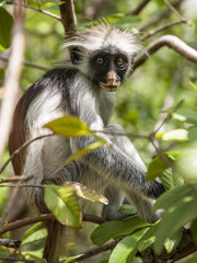 Eye to Eye with a Zanzibar Red Colobus Monkey