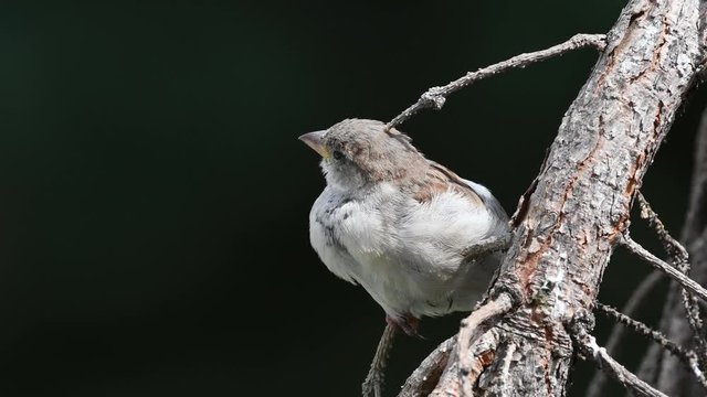 Junger Haussperling