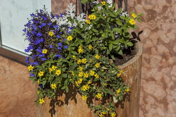 Fototapeta na wymiar Blooming fresh lilac and yellow flower in decorative flowerpot outdoors, Cortina d'Ampezzo, Dolomites, Alps, Veneto, Italy, Europe 