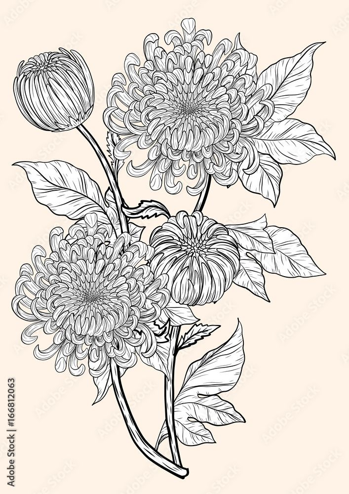 Wall mural chrysanthemum vector on brown background.chrysanthemum flower by hand drawing.floral tattoo highly d