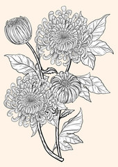 Chrysanthemum vector on brown background.Chrysanthemum flower by hand drawing.Floral tattoo highly detailed in line art style.Flower tattoo black and white concept.