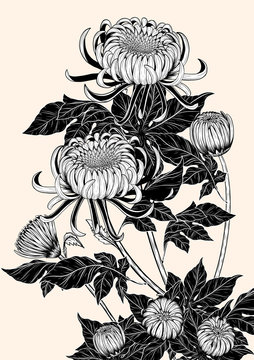 Chrysanthemum vector on brown background.Chrysanthemum flower by hand drawing.Floral tattoo highly detailed in line art style.Flower tattoo black and white concept.
