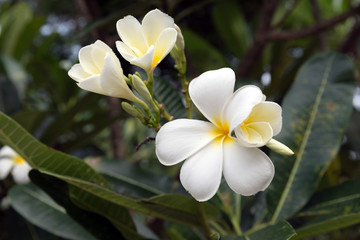 plumeria flower with green nature background
