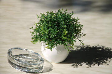 Smal white flowerpot with green flowers and ashtray on table