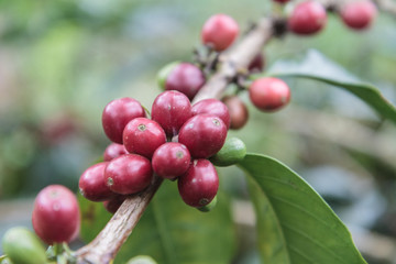 Coffee beans