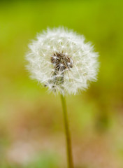 Fototapeta premium タンポポの綿毛