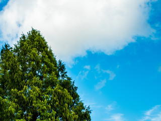 メタセコイア並木道