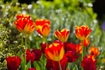 Fototapeta na wymiar Massif de tulipe