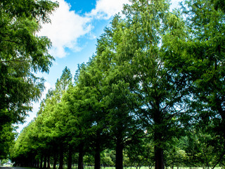 メタセコイア並木道