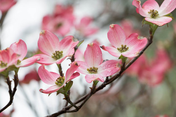 Dogwood in Spring