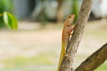 Lizard