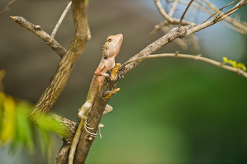 Lizard