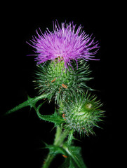 Pink thistle on a black background