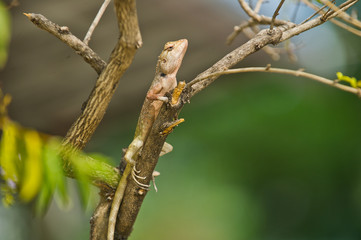Lizard