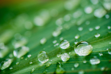 droplet water on leave background