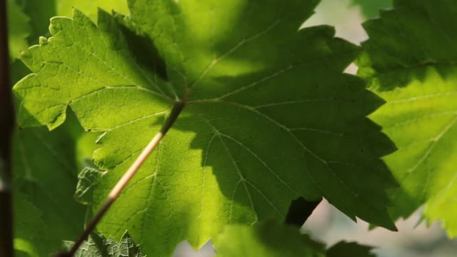 Close-up grape leaf sways in the wind in the sun.