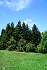 Pine trees - 166815201