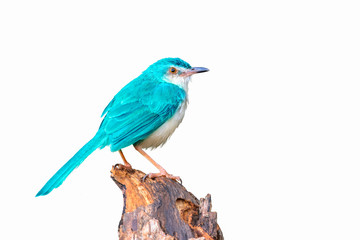Colorful  bird isolated on branch with white background, Light blue bird.