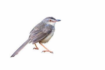 Plain Prinia or White-browed Prinia or Prinia inornata, beautiful bird isolated  with white background.