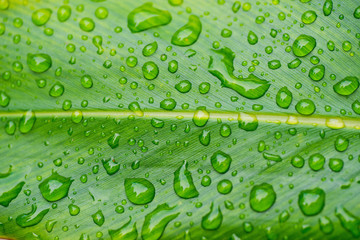 droplet water on leave background