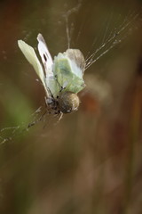 Schmetterling in den Fängen der Spinne