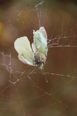 Schmetterling in den Fängen der Spinne