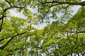 tree on sky