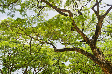 Fototapeta premium tree on sky
